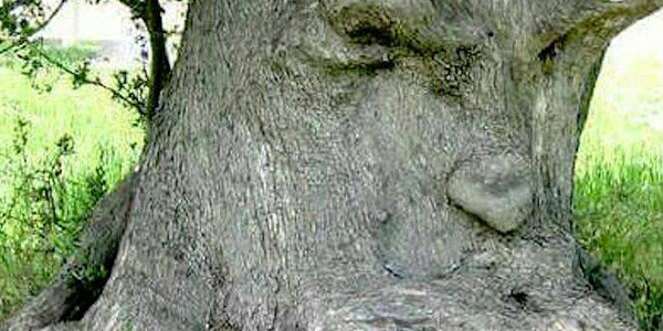 los espíritus encantado