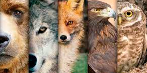 Descubre Tu Animal de Poder y Despierta Tu Espíritu