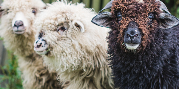 La familia que no entiende al aprendiz de Chamanismo